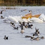 Santee National Wildlife Refuge