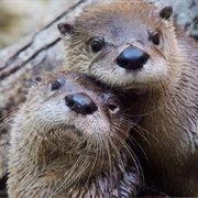 North American River Otter