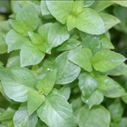 Cuban Basil