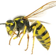 Yellow Jacket