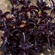 Purple Ruffles Basil
