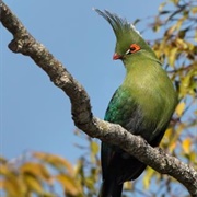 Turaco