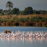 El Hondo Natural Park, Spain