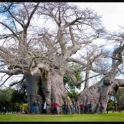 Sunland Baobab Tree, Modjadjiskloof- Largest Diameter in the World