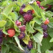 Upland Dewberry (Rubus Invisus)