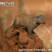 Jackson's Mongoose