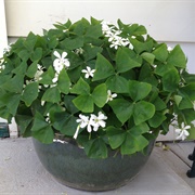 A Shamrock Plant