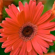 Gerberas