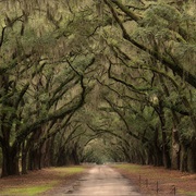 Live Oaks and Spanish Moss