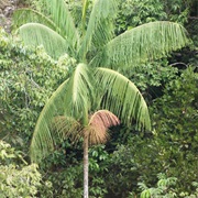 Juçara (Euterpe Edulis)
