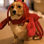 Lobster Dog