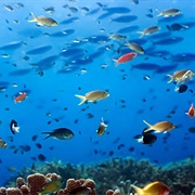 Buck Island, St.Croix