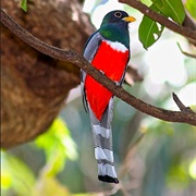 Elegant Trogon