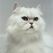 Pom Pom Cinderella 2