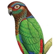 Sinu Parakeet (Possibly Extinct)