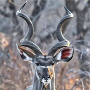 Greater Kudu