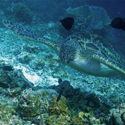 Talisay Wall, Philippines