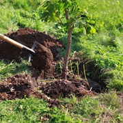 Plant a Tree Outdoors