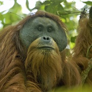 Tapanuli Orangutan