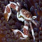 Layang Layang, Borneo, Malaysia