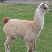 Llama