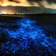 Take a Dip in Bioluminescent Waters