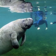 Swimming With Manatees