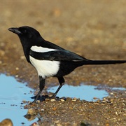 Eurasian Magpie