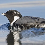 Ancient Murrelet