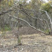 Tilligerry National Park (NSW)