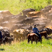 Go on a Cattle Drive