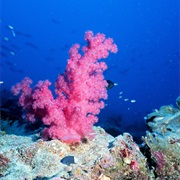 Coral