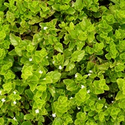 Yerba Buena (Micromeria Douglasii)