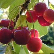 Cherries