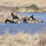 Tule Elk State Natural Reserve