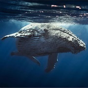 The Hawaiian Islands During Humpback Season