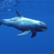 Pygmy Killer Whale