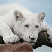 West Midlands Safari Park