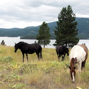 Wild Horse Island State Park, Montana