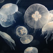 Jellyfish