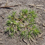 Okahijiki (Salsola Komarovii)