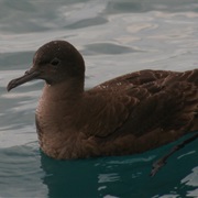 Shearwater