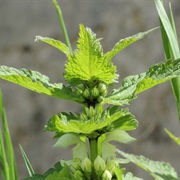 White Nettle (Lamium Album)
