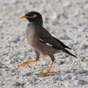 Common Myna
