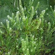Peppergrass