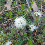 Muntries (Kunzea Pomifera)