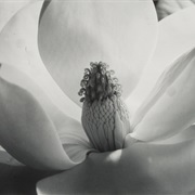 Magnolia Blossom