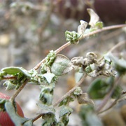 Powell's Saltweed (Atriplex Powellii)