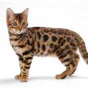 Bengal