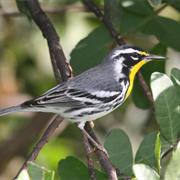 Yellow-Throated Warbler